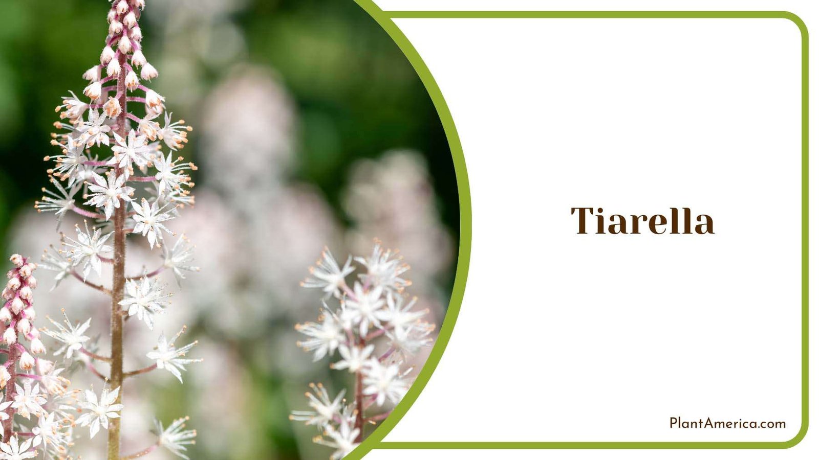 Tiarella Foamflower Plant America