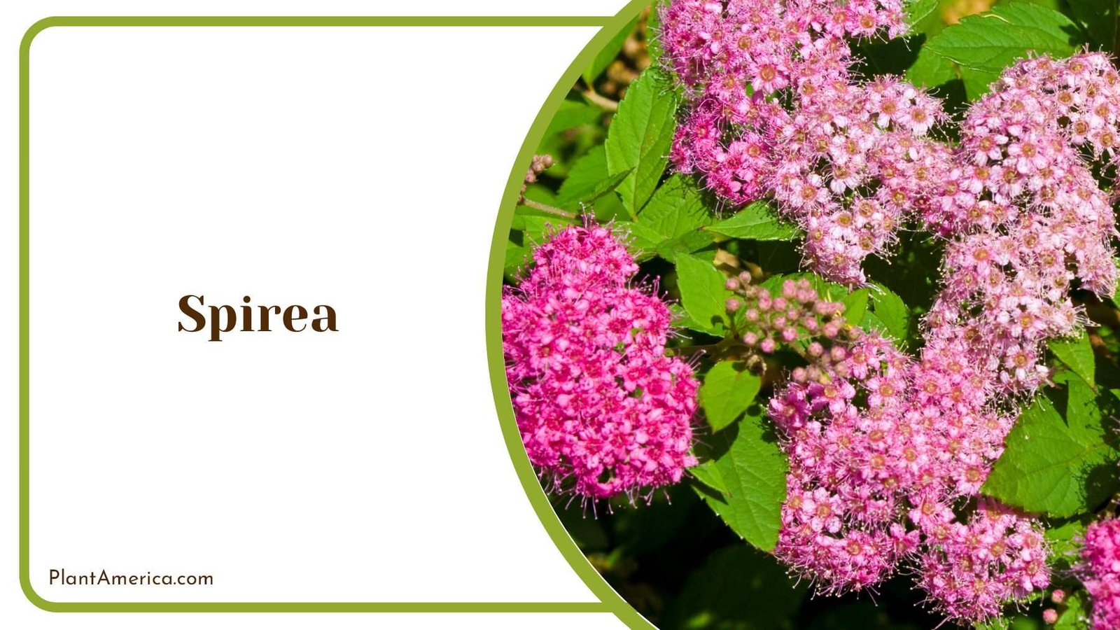 Tiny Pink Flower Spirea Plant America