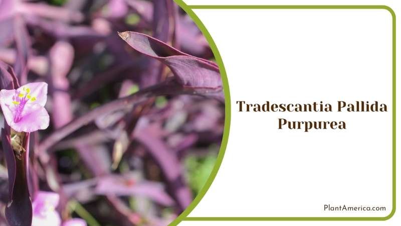 Tradescantia Pallida Purpurea Enchantment Embracing Rich Leafy Tones Plant America