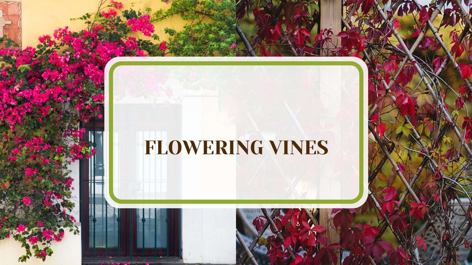 Types Of Flowering Vines Plant America 21 Flowering Vines for Shade: Covering Your Shady Spots