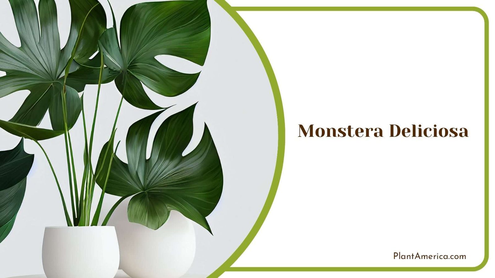 Unveiling Exotic Beauty Growing Monstera Deliciosa With Care Plant America