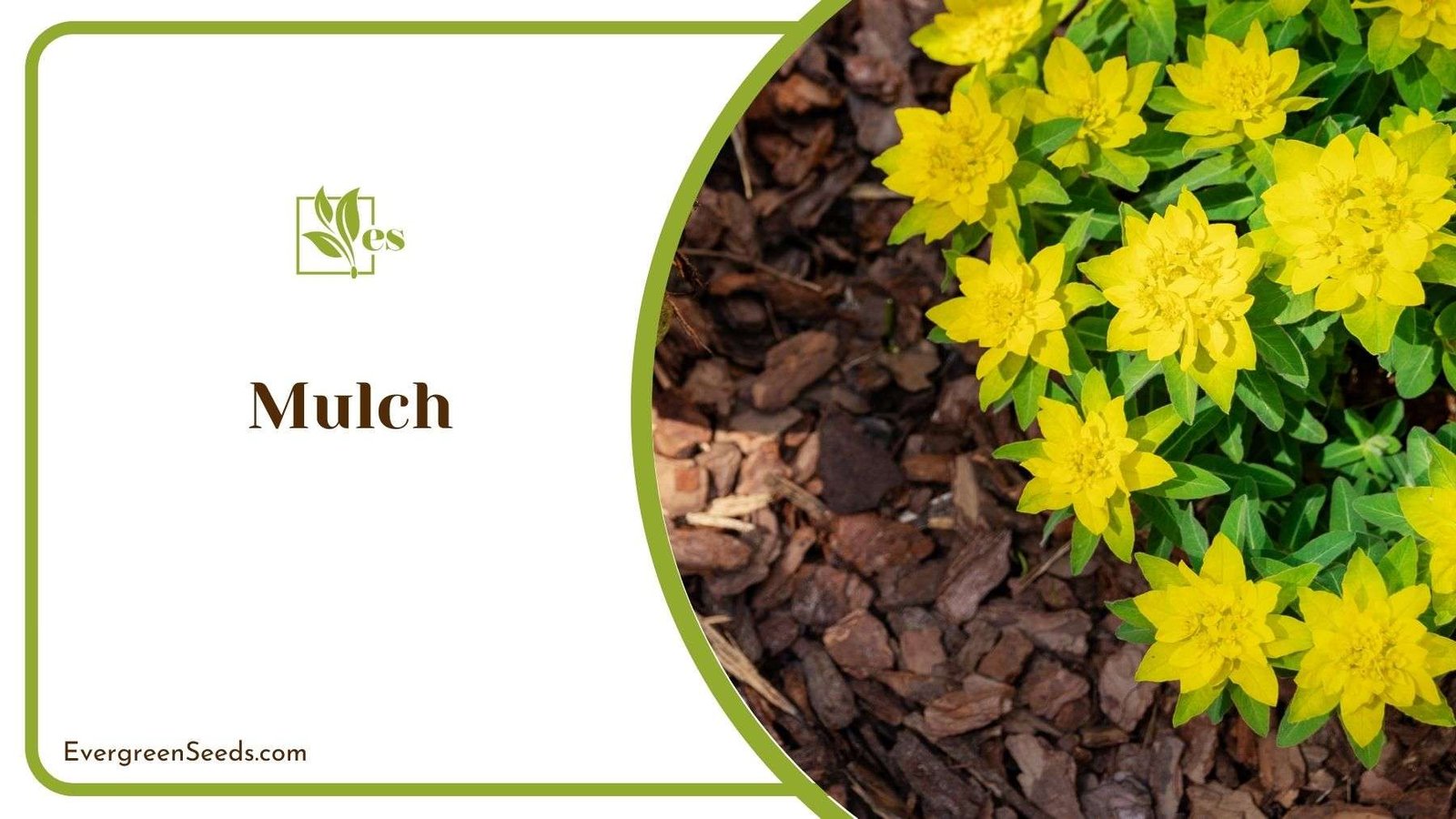 Using Mulch to Kill Weed