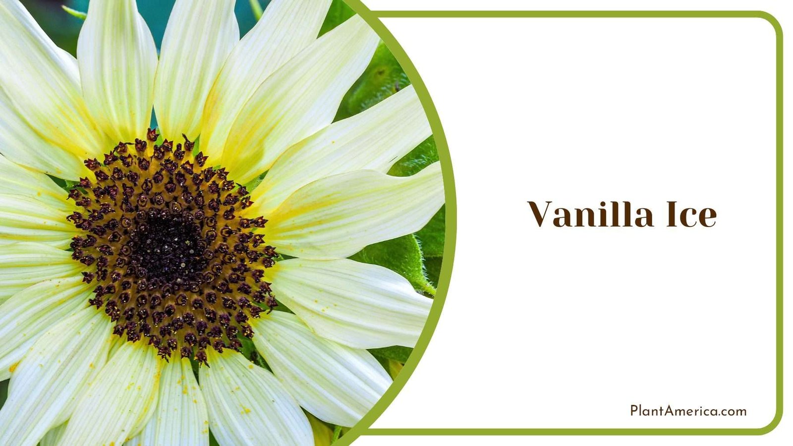Vanilla Ice Elegance Plant America