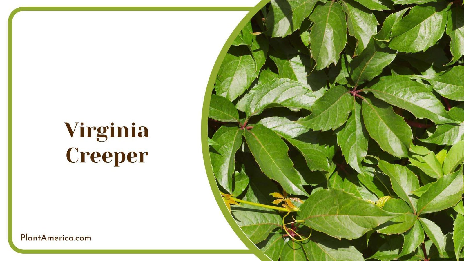 Virginia Creeper Green Foliage Plant America Virginia Creeper Green Foliage Plant America
