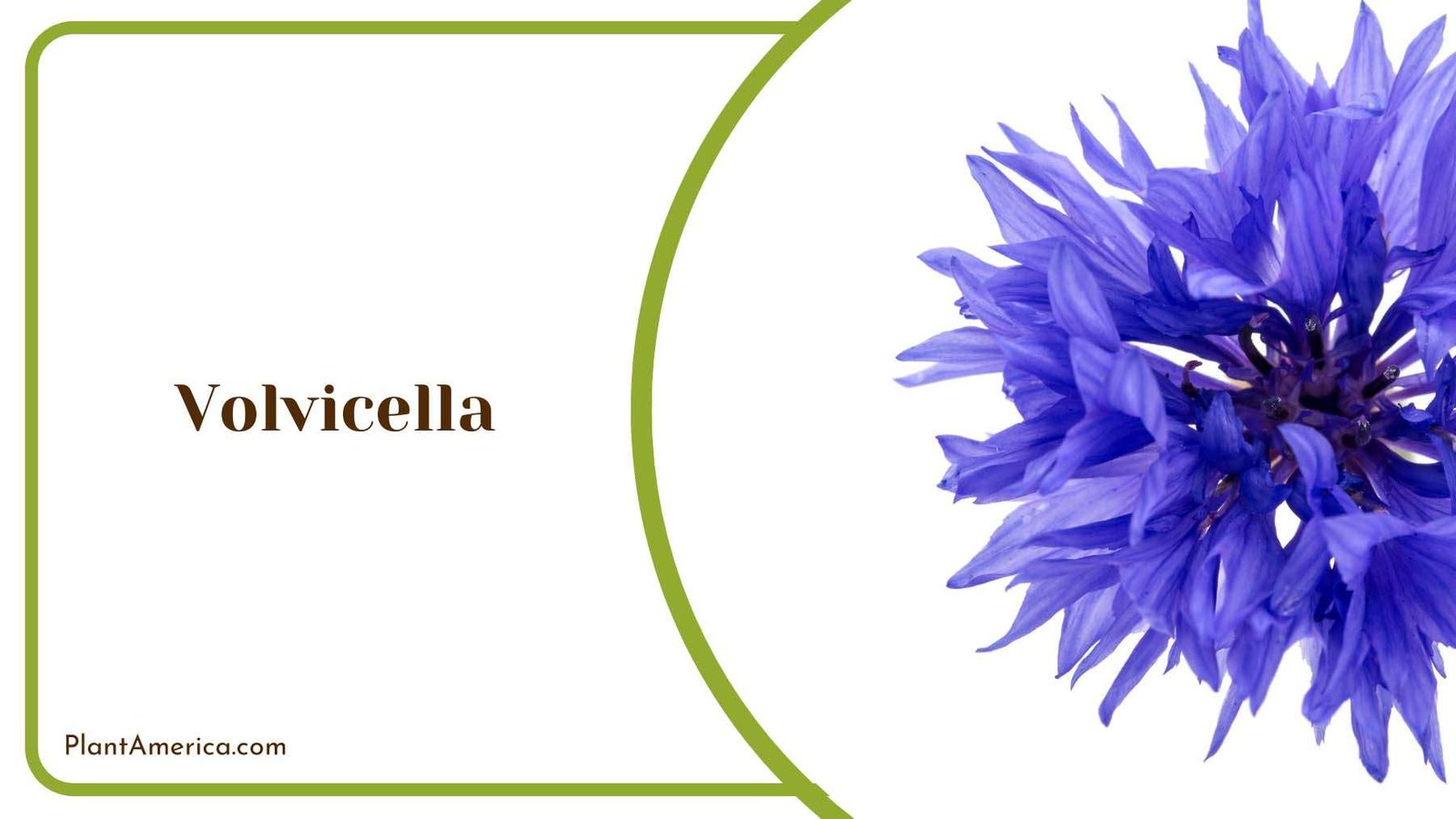 Volvicella Blue Plant America