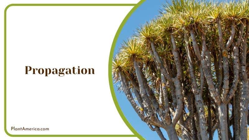 Water Propagation Plant America