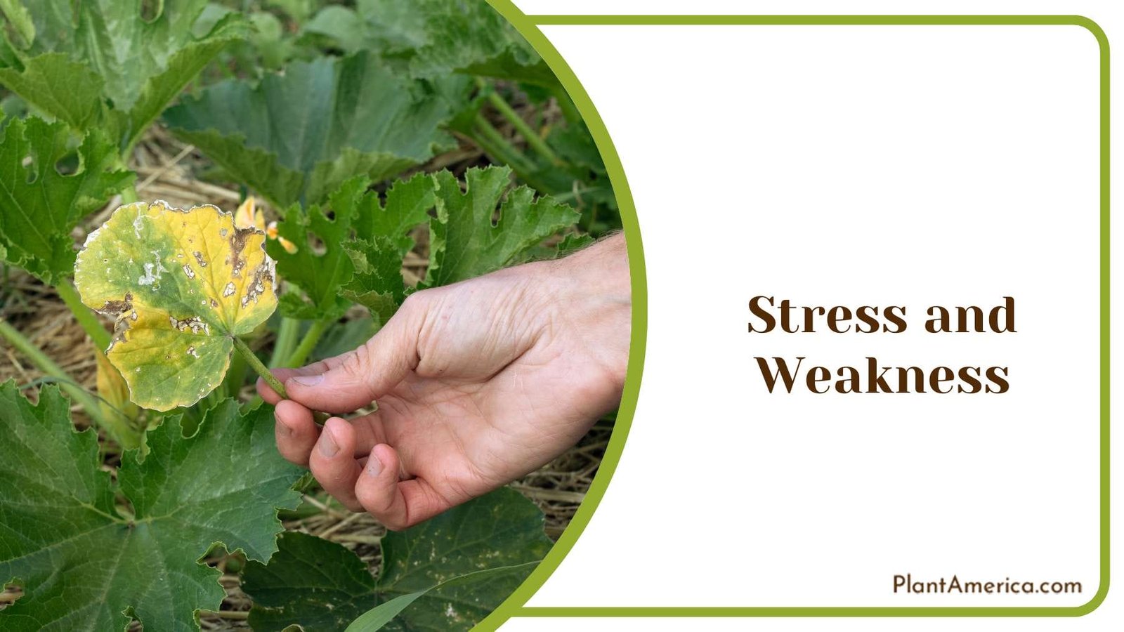 Weakness of Plants PlantAmerica