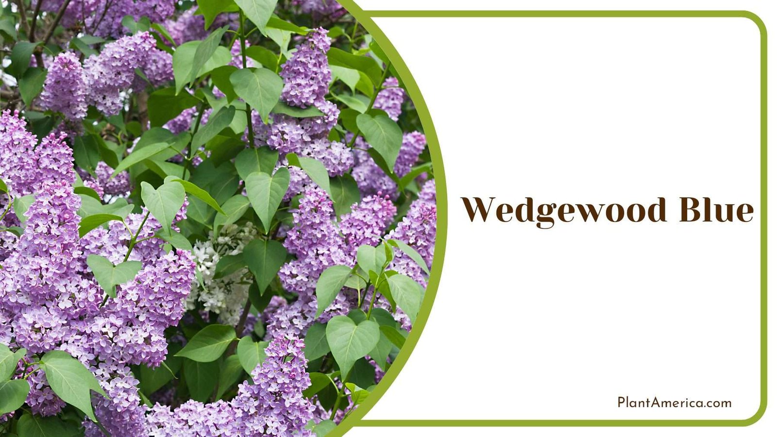 Wedgewood Blue Plant America