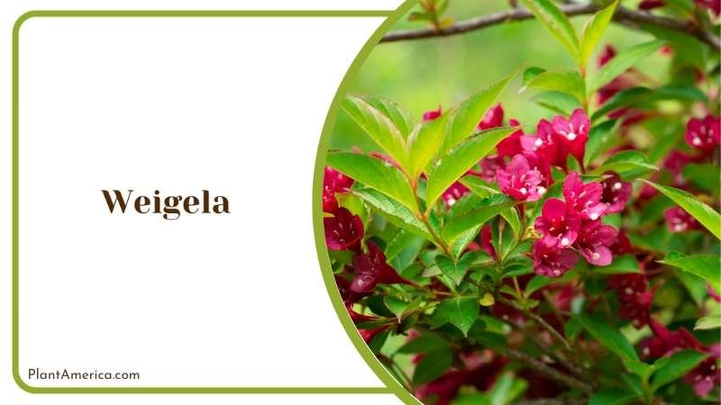 Weigela Whimsy Red Plant America Weigela Whimsy Red Plant America