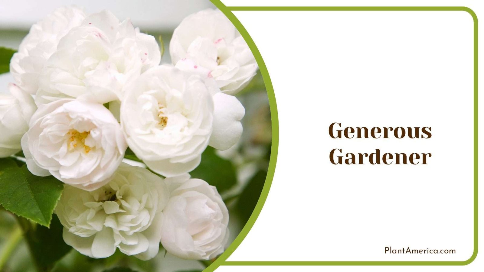 White Generous Gardener Rose Plant America