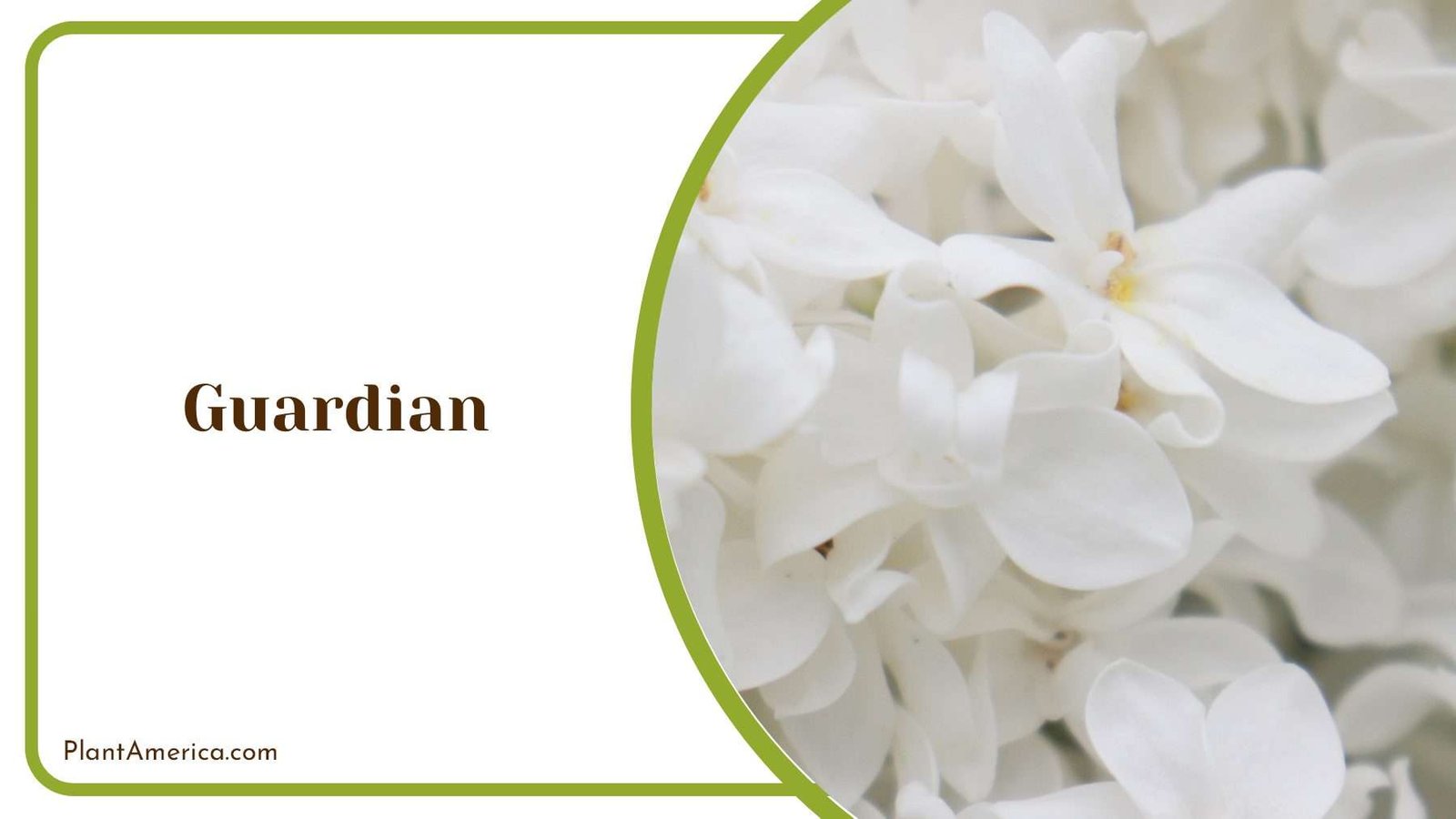 White Guardian Flowers Plant America