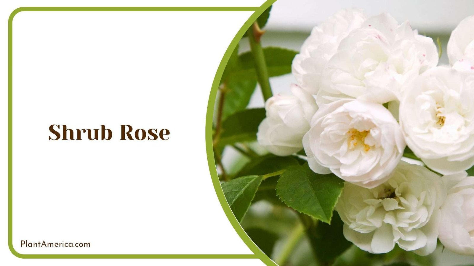White Shrub Roses Plant America