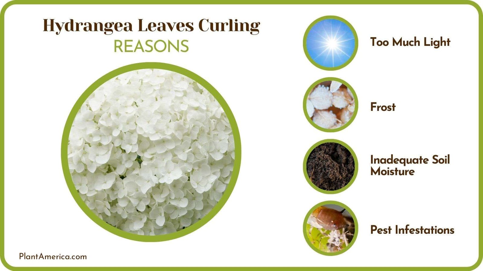 Why Are Hydrangea Leaves Curling Plant America Why Are Hydrangea Leaves Curling Plant America