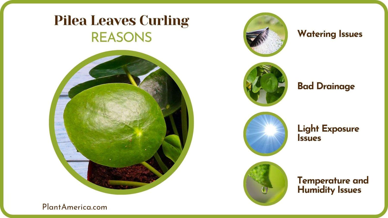Why Are Pilea Leaves Curling Plant America