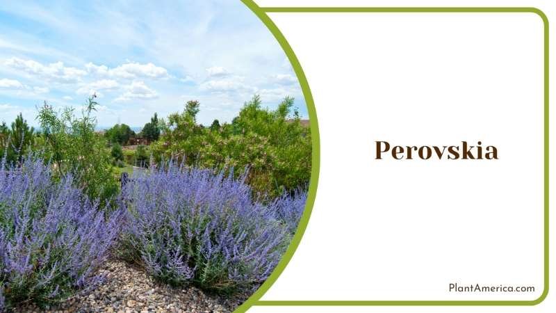 Wild Perovskia Plant America Wild Perovskia Plant America