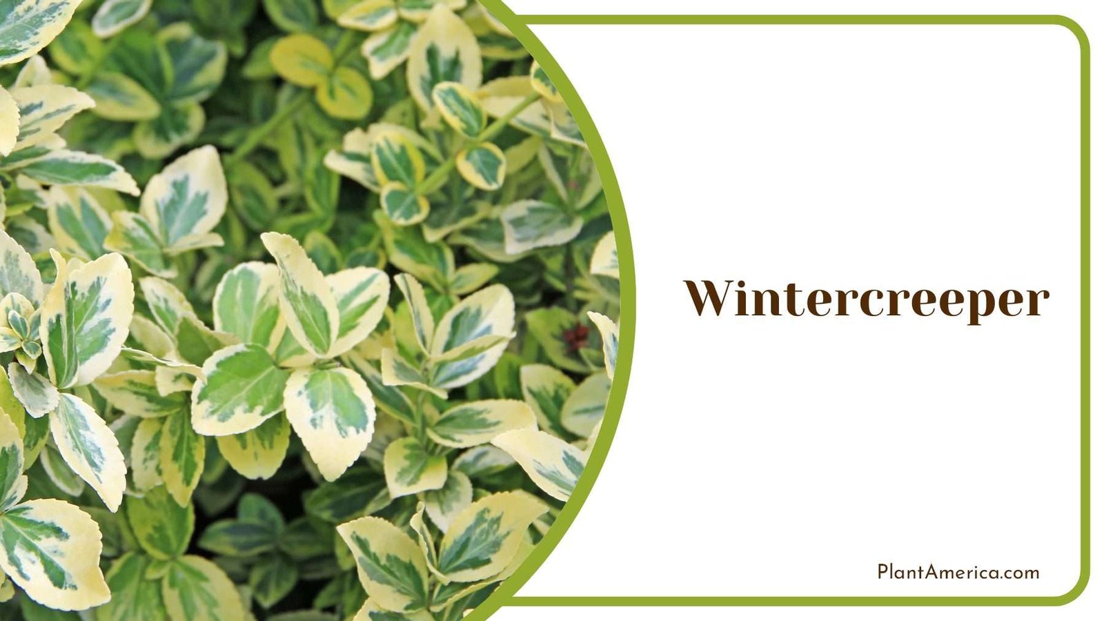 Wintercreeper Leaves Plant America