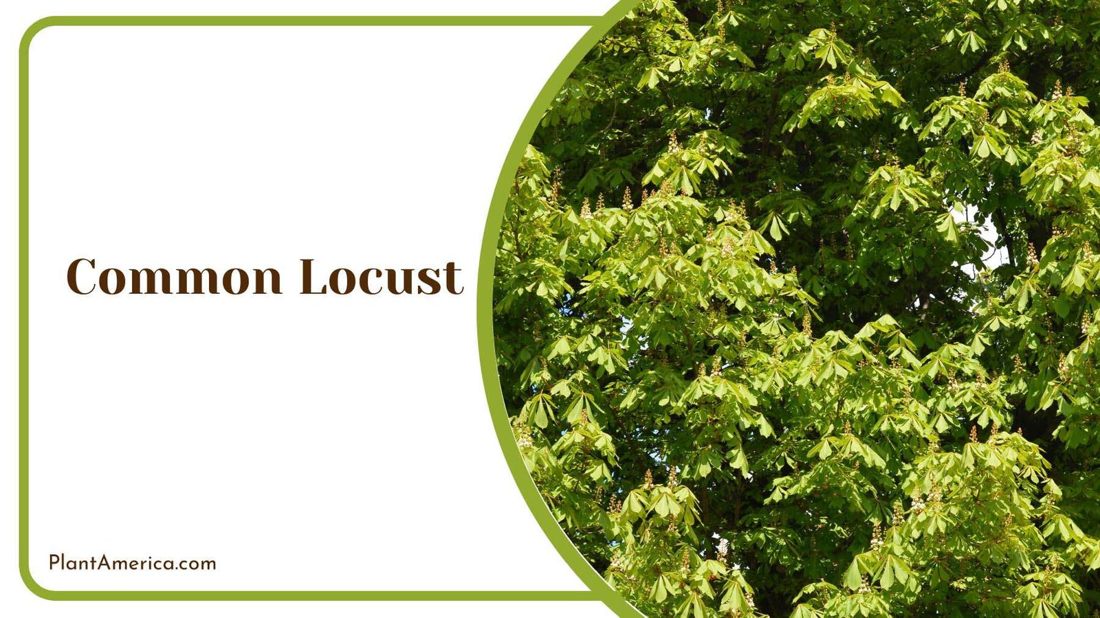 Wonderful Common Locust Plant America