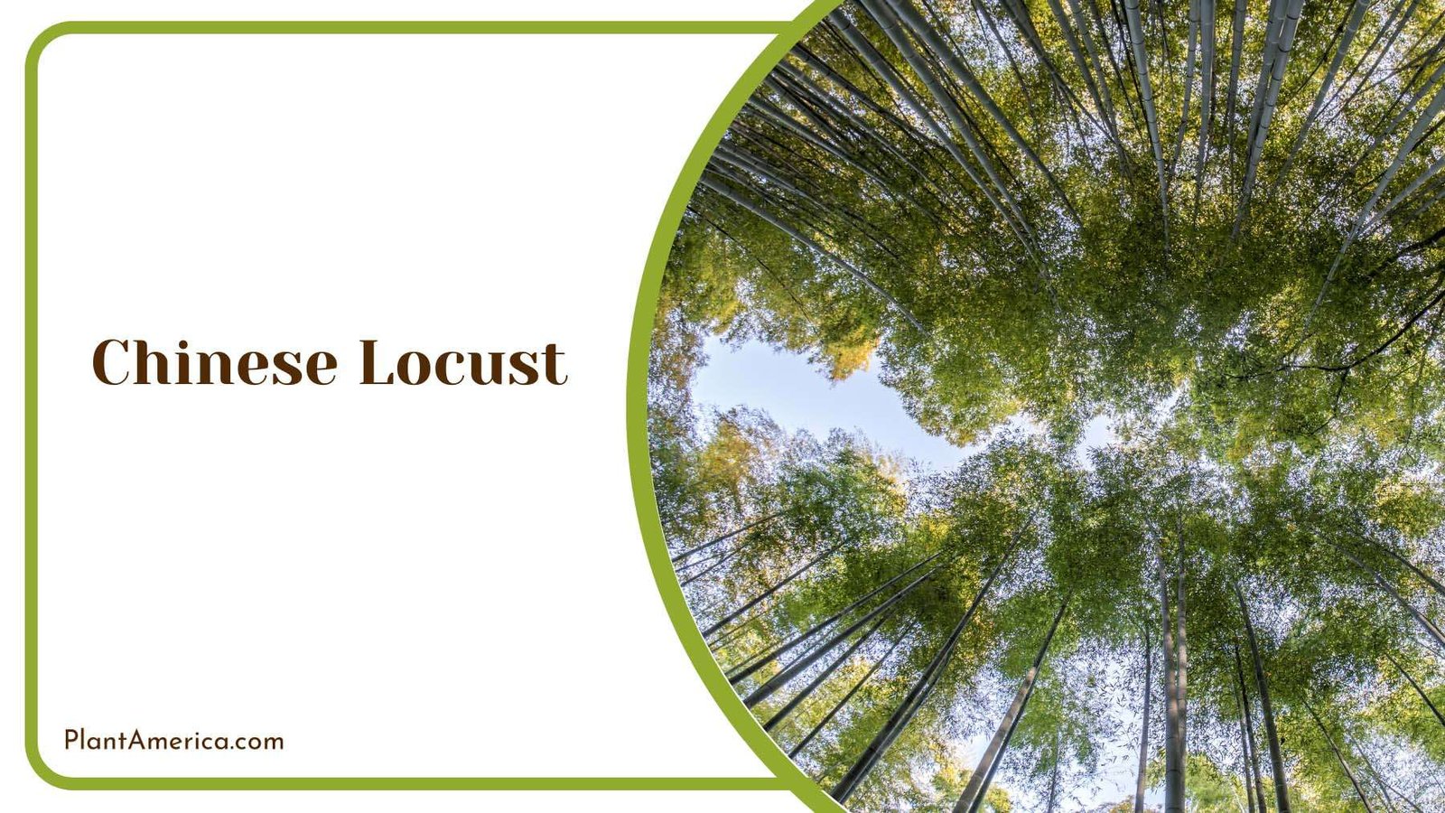 Wonders Of The Chinese Locust Plant America