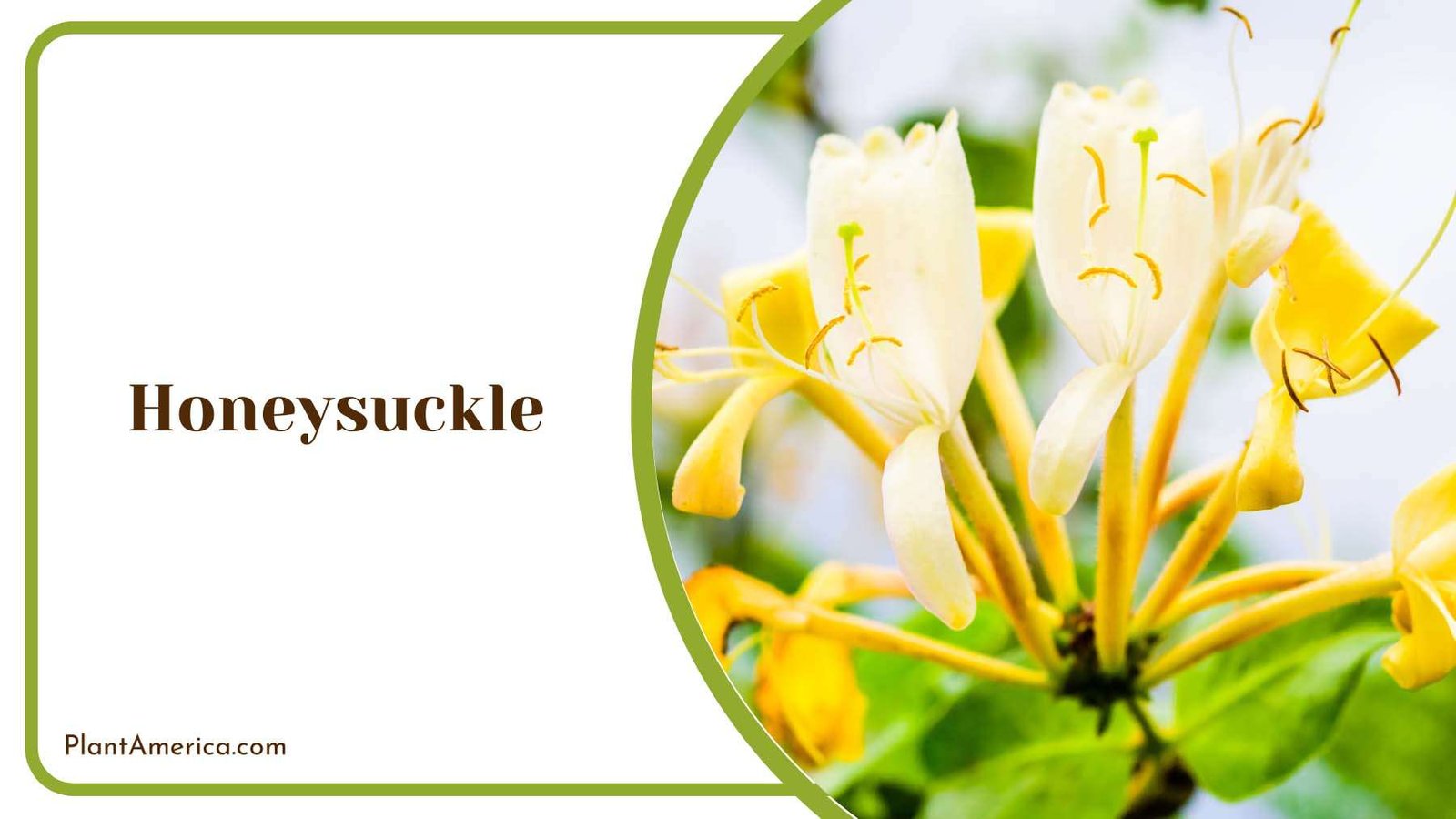 Yellow Honeysuckle With Green Leaves Plant America