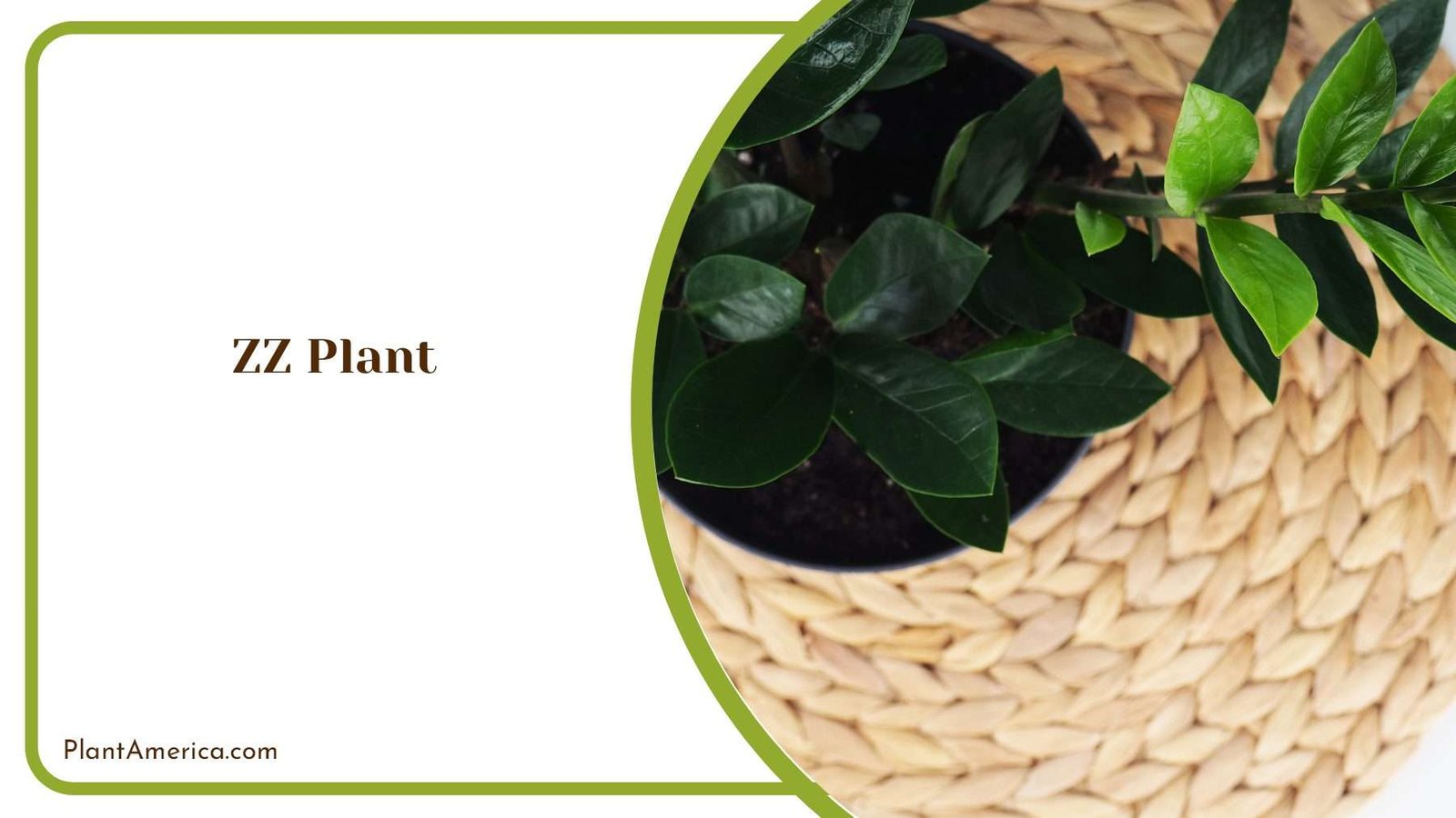ZZ Plant Green Sophistication For Any Interior Plant America