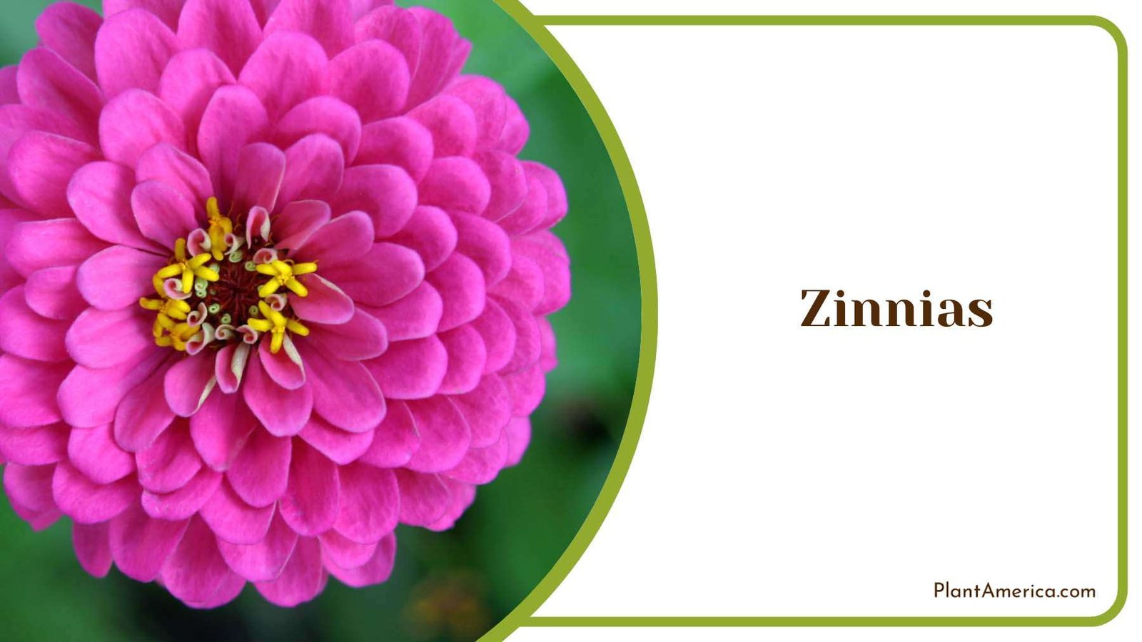 Zinnia Pink Yellow Center Plant America