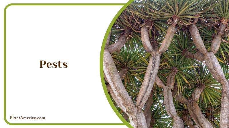 eliminate pest eggs and juveniles Plant America