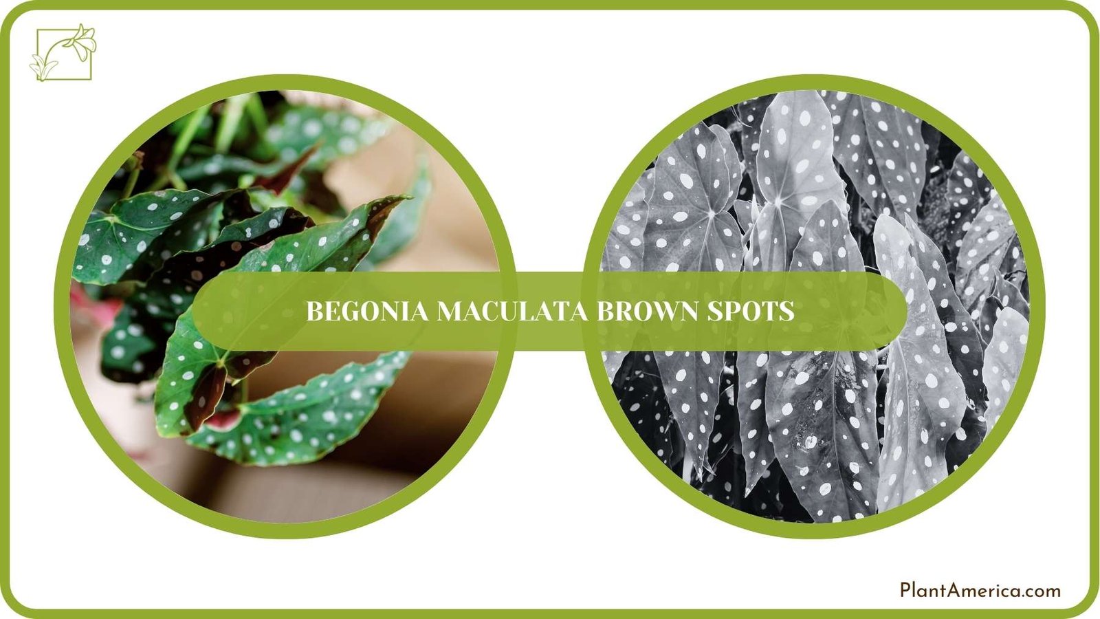 A Closure For Begonia Maculata Brown Spots ~ Plant America