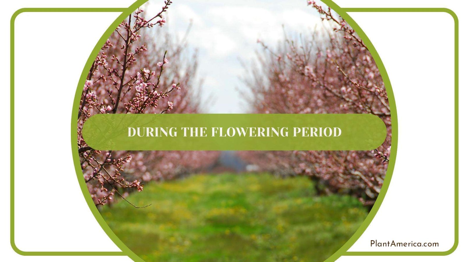 A Garden Of Peach Trees During Flowering Season PlantAmerica
