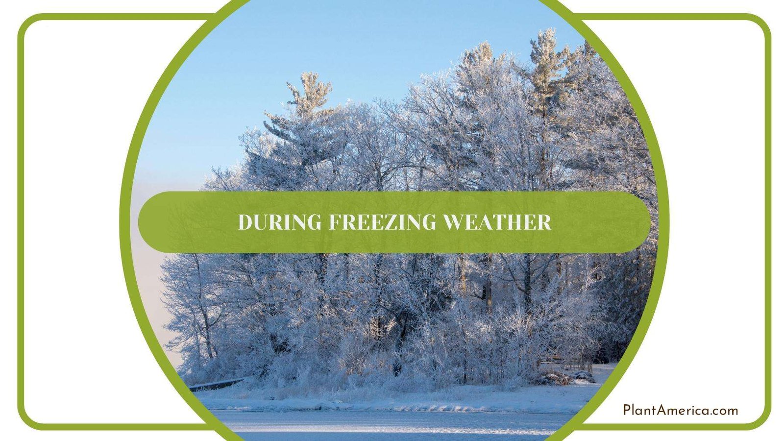 A Look on Jungles During Freezing Weather PlantAmerica