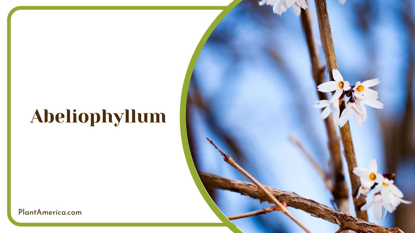 Abeliophyllum With Beautiful Elegant Blossoms Plant America