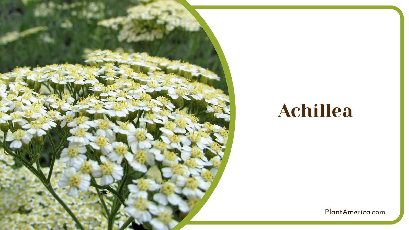 Achillea Tiny Flowers Plant America