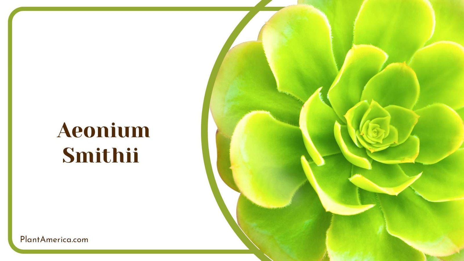 Aeonium Smithii Plant Plant America Aeonium Smithii Plant Plant America