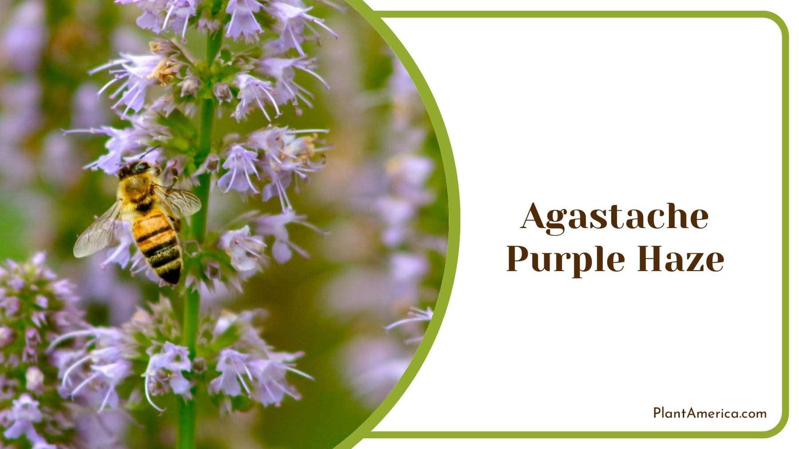Agastache Purple Haze Plant America