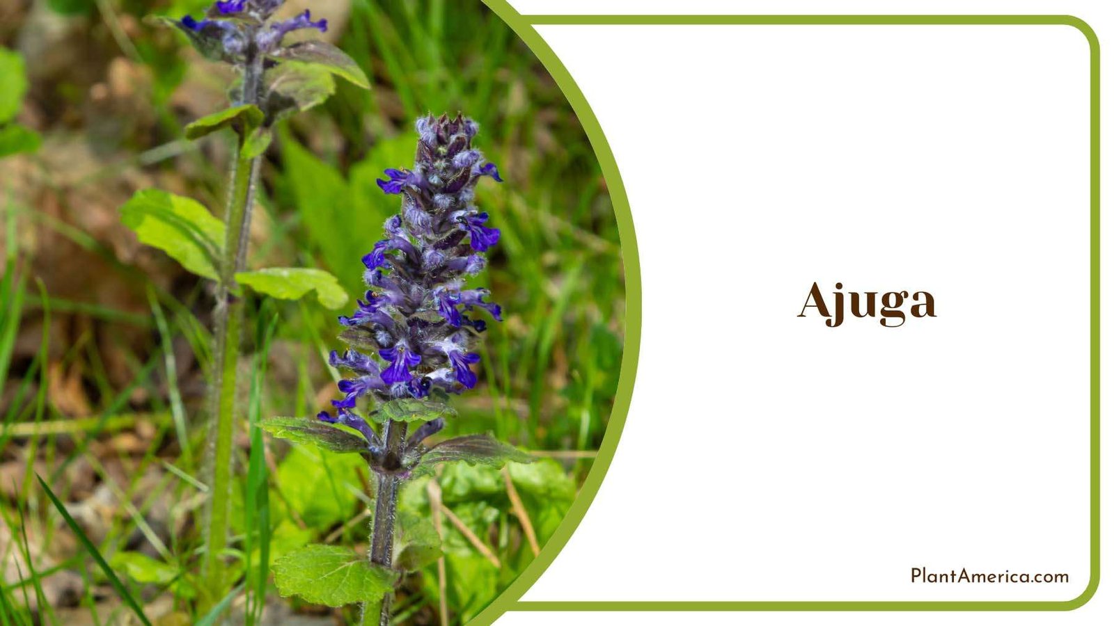 Ajuga s Blue Tiny Leaves Plant America