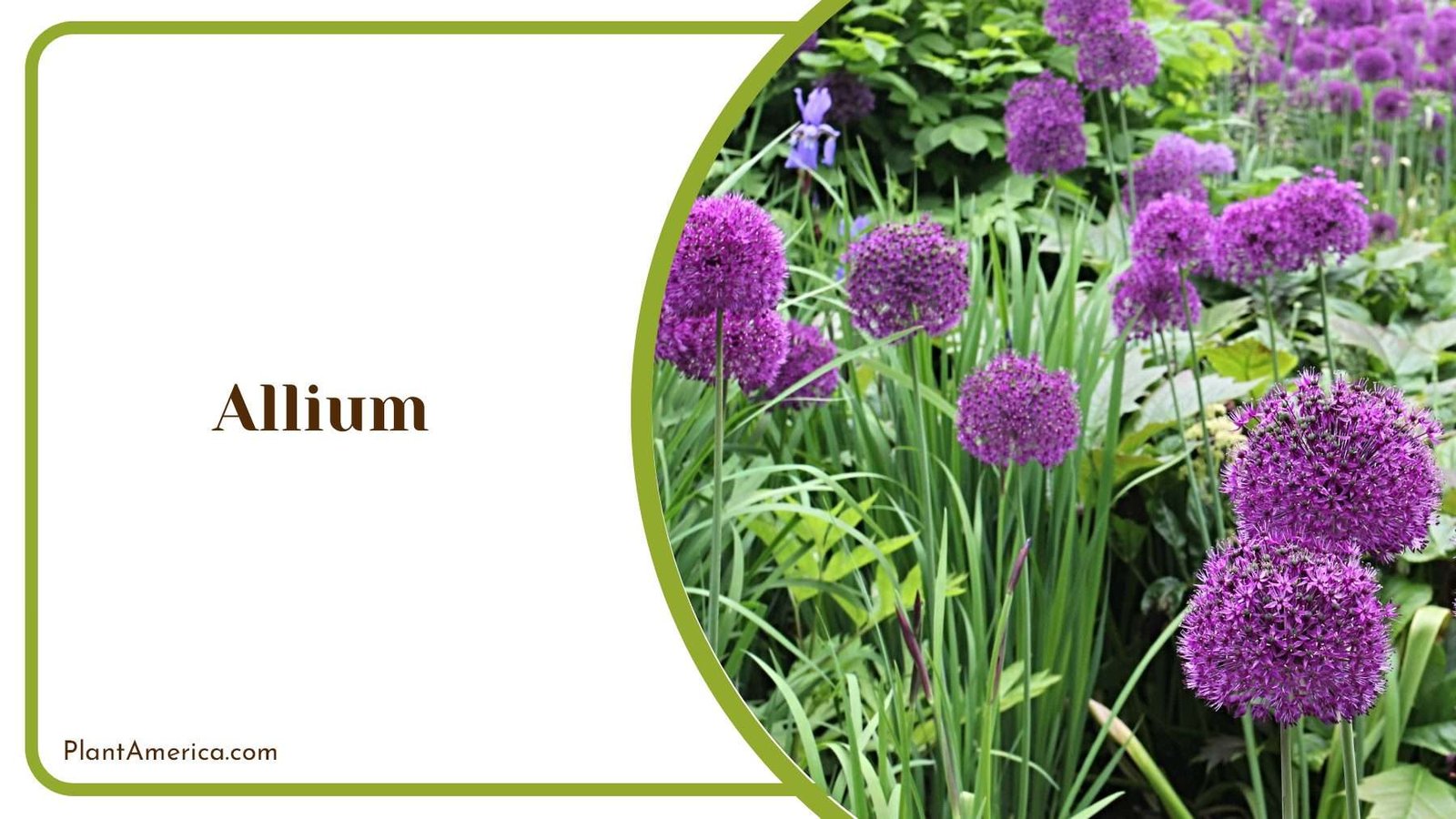 Allium Purple Ball Plant America
