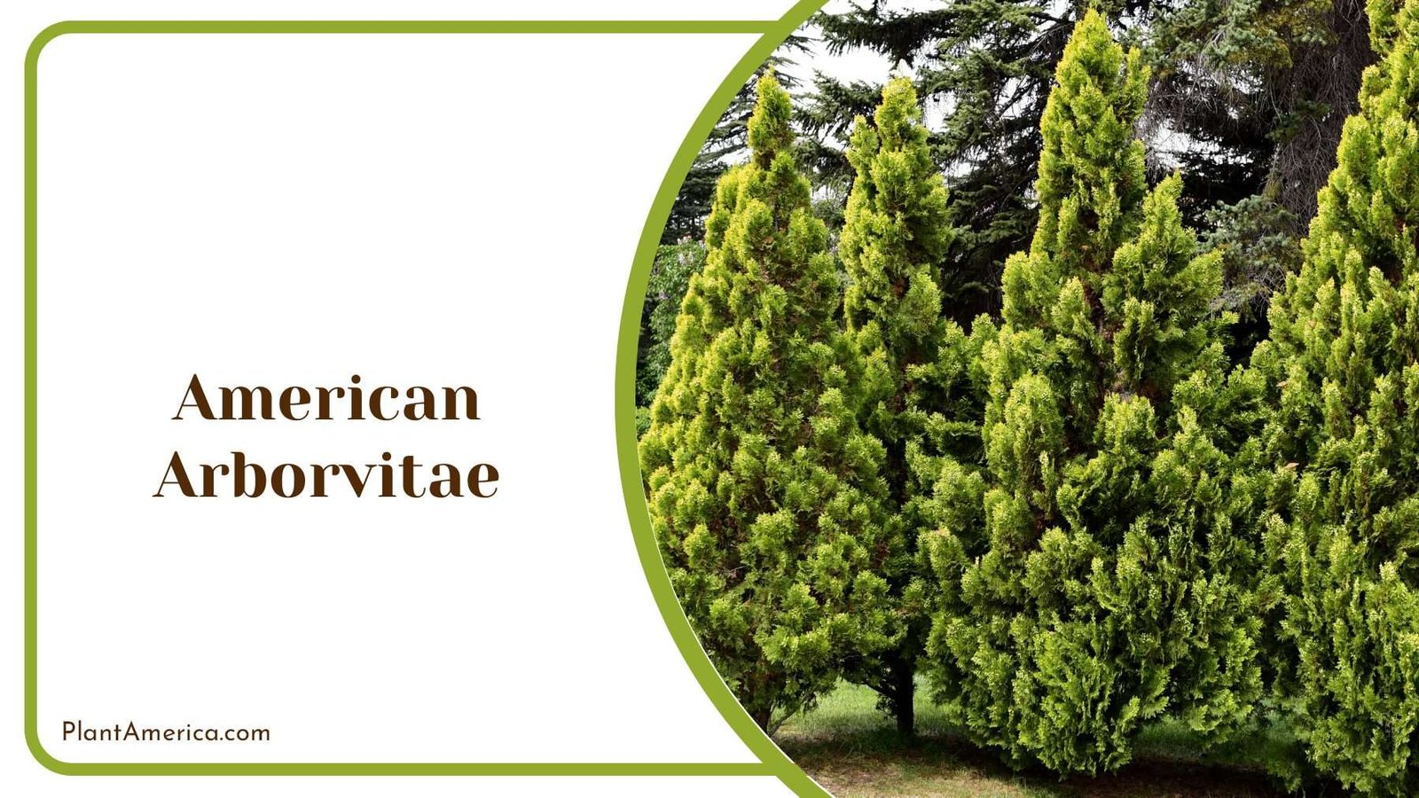 American Arborvitae Tree Green Plant America