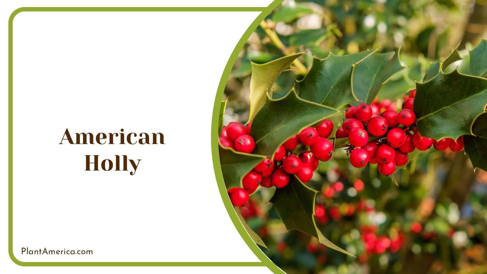 American Holly Shrubs Plant America