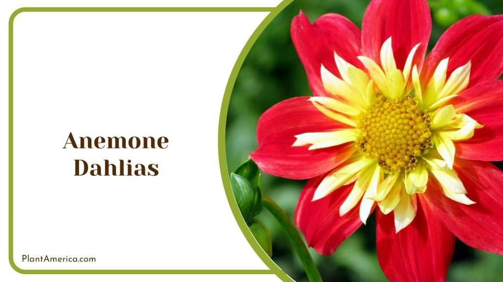 Flower visual data 8