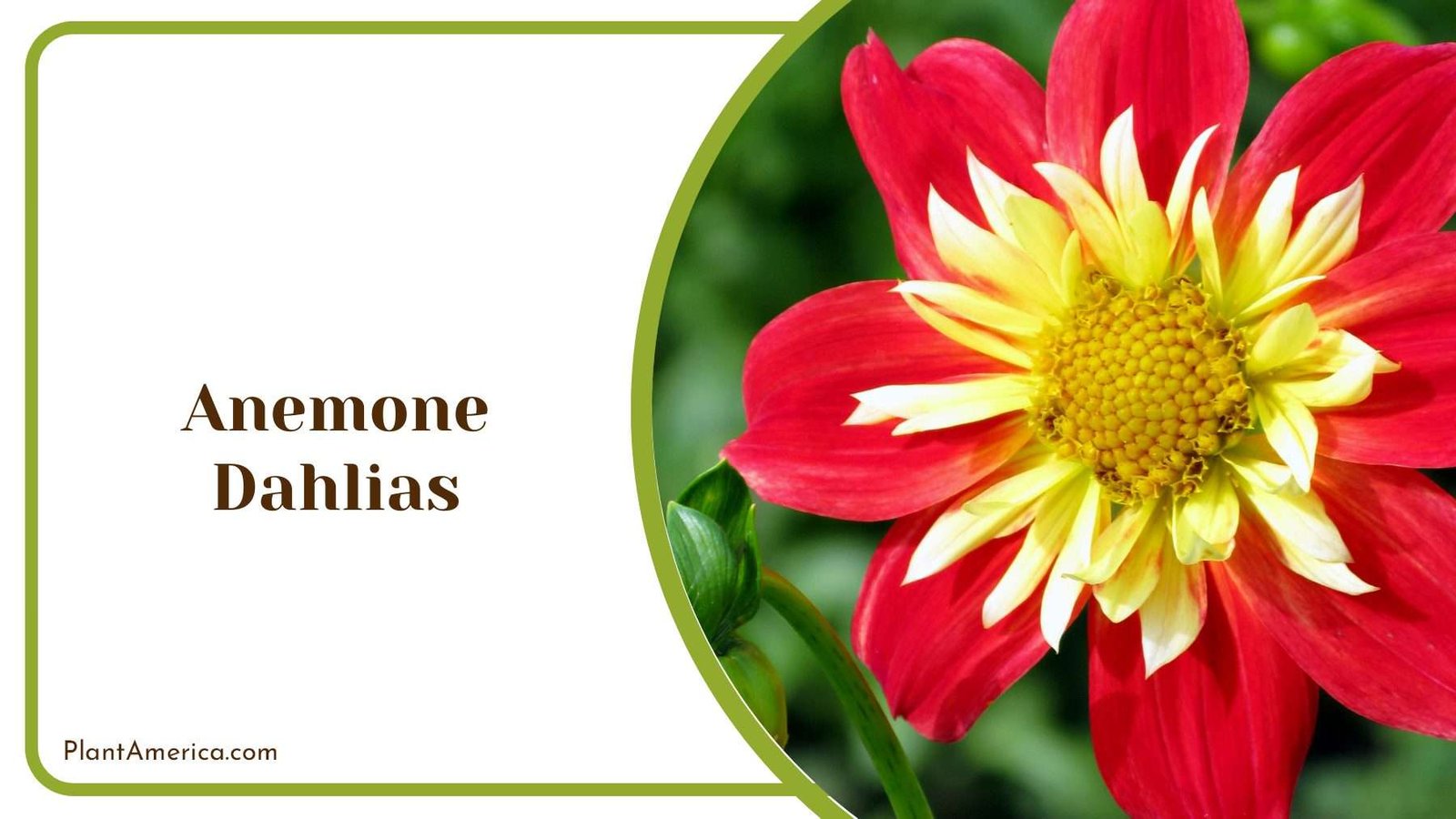 Anemone Dahlias Flower PlantAmerica