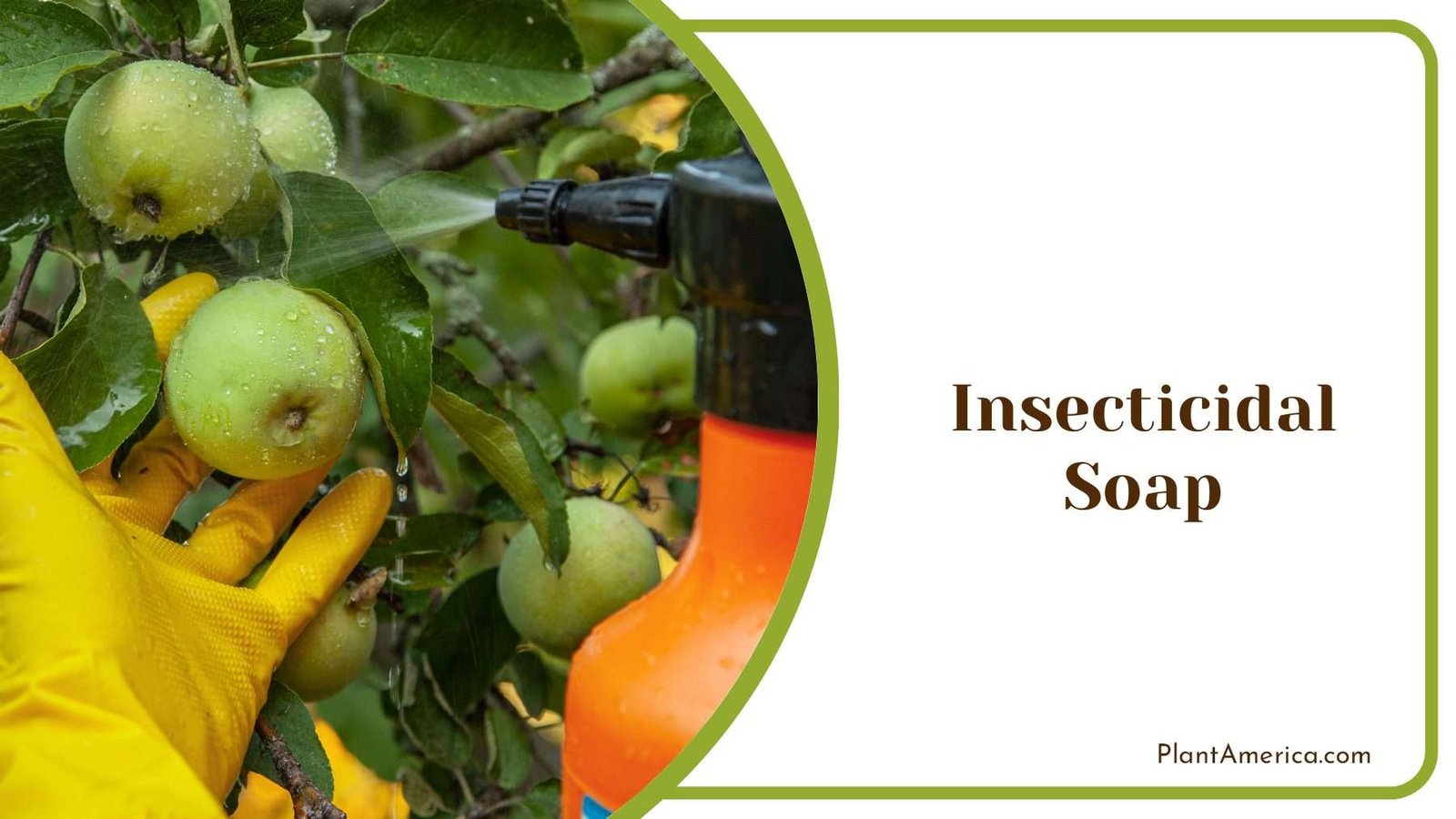 Applying Insecticidal Soap Plant America