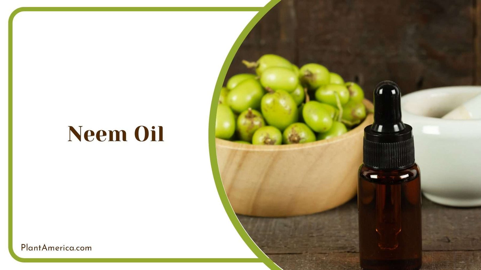 Applying Neem Oil in Garden Plant America Applying Neem Oil in Garden Plant America