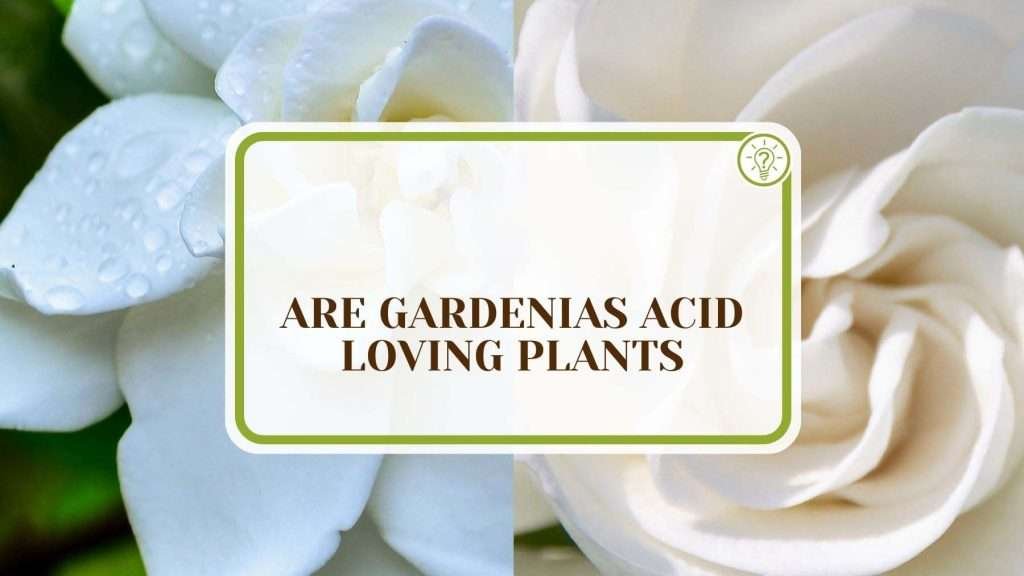Are Gardenias AcidLoving Plants? 7 Ways to Increase Acidity Plant