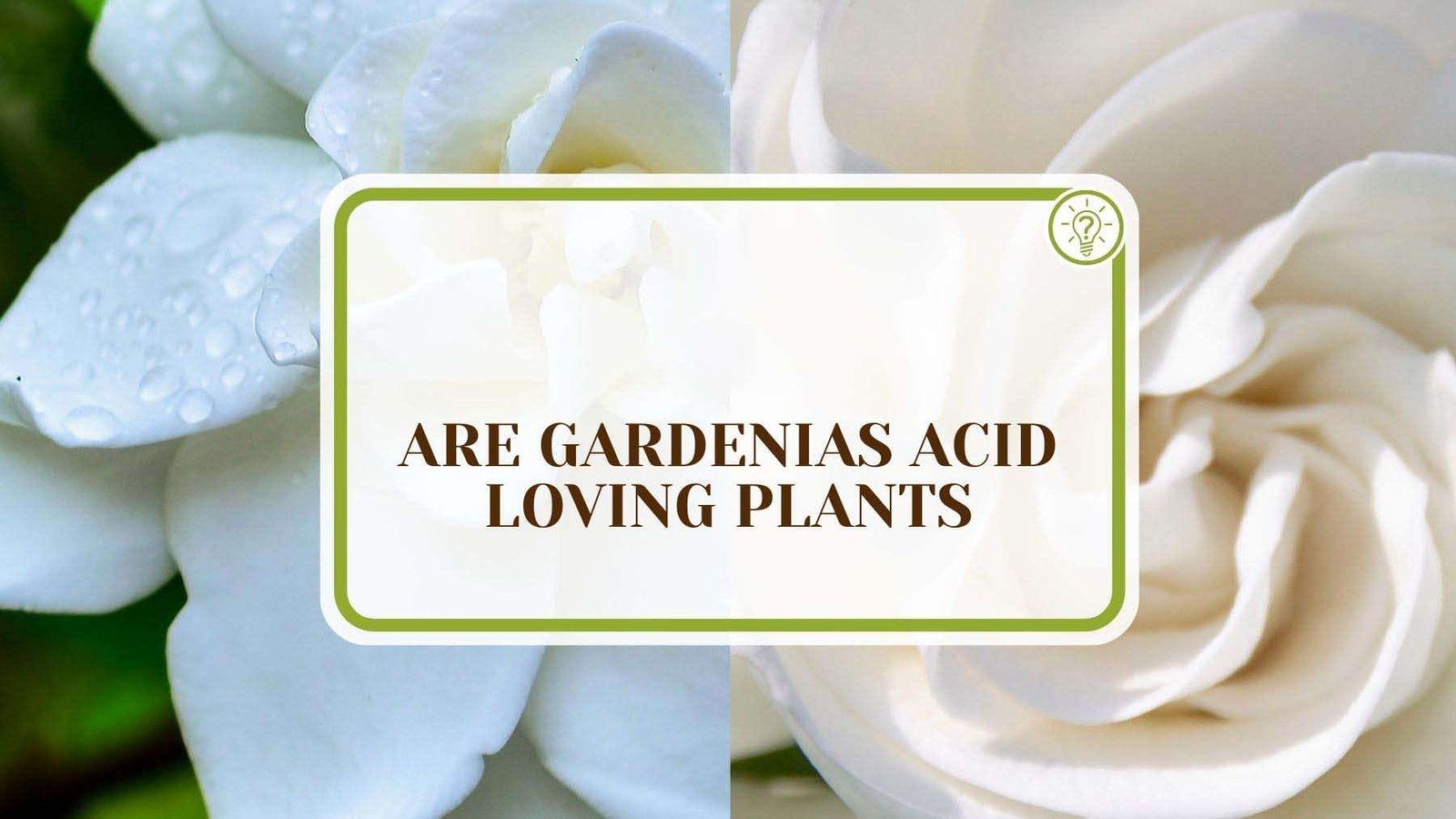 Are Gardenias Acid Loving Plants Plant America Are Gardenias Acid-Loving Plants? 7 Ways to Increase Acidity