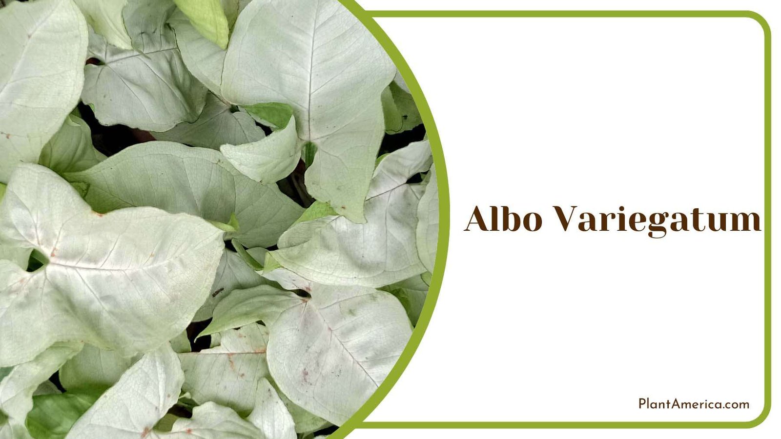 Arrowhead Albo Variegatum Plant America Arrowhead Albo Variegatum Plant America