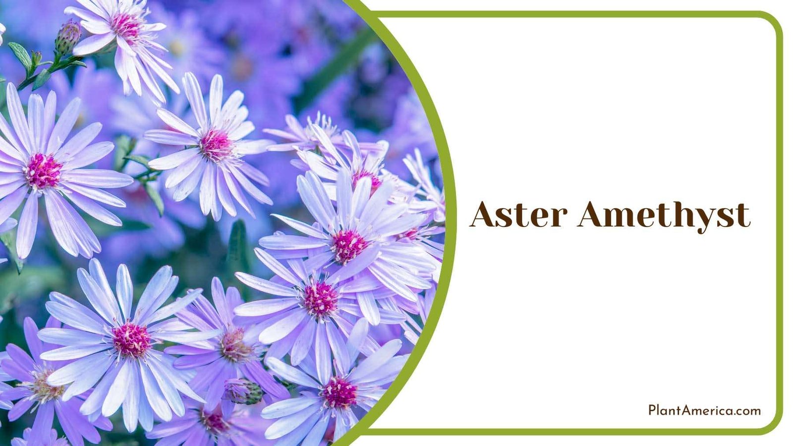 Aster Amethyst Bloom Seeds Plant America