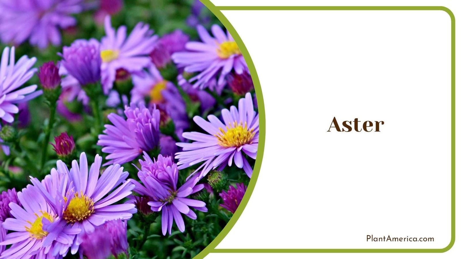 Aster Vibrant Garden Beauty Plant America