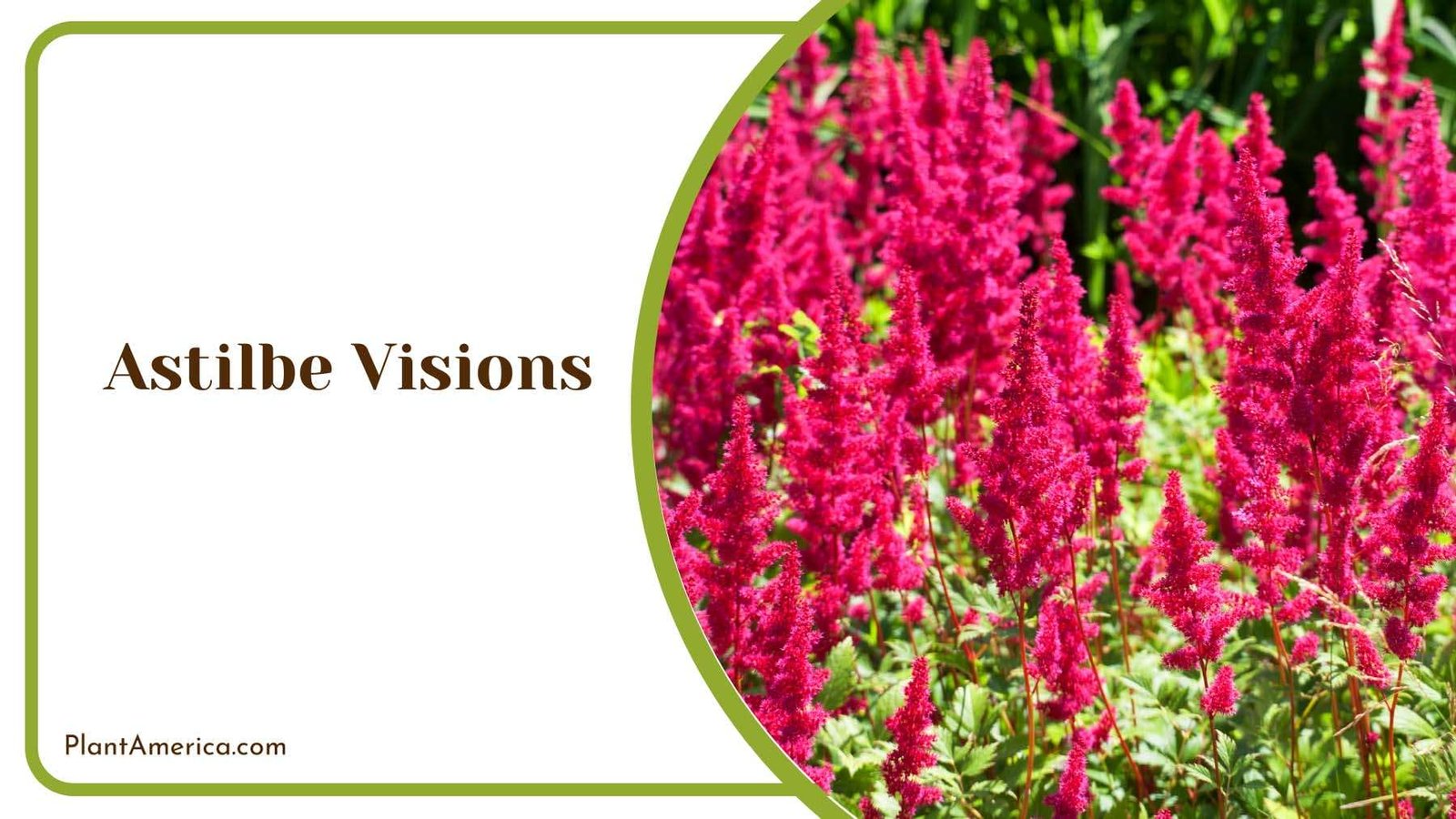 Astilbe Visions Plant America