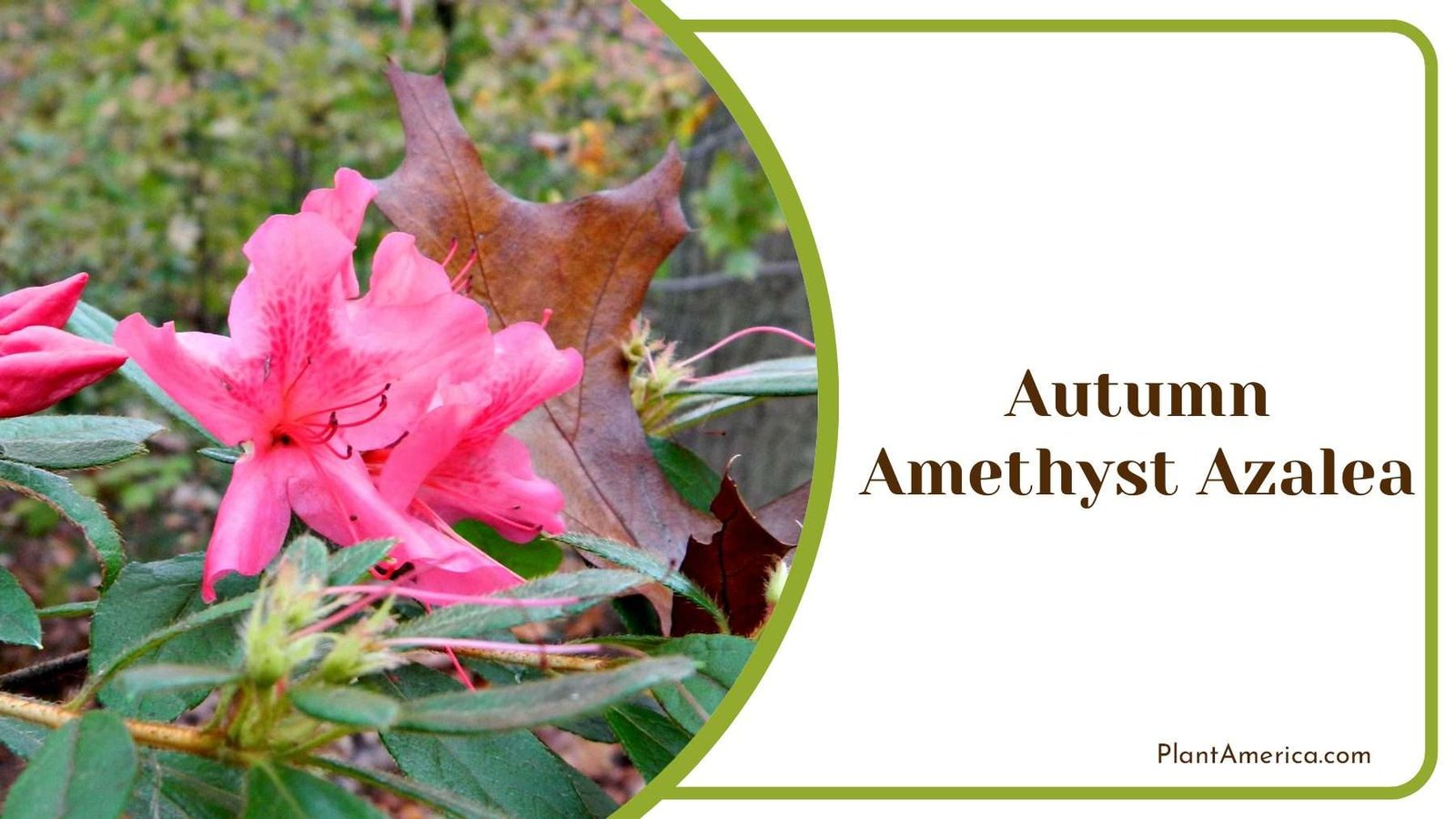 Autumn Amethyst Azalea Plant Plant America