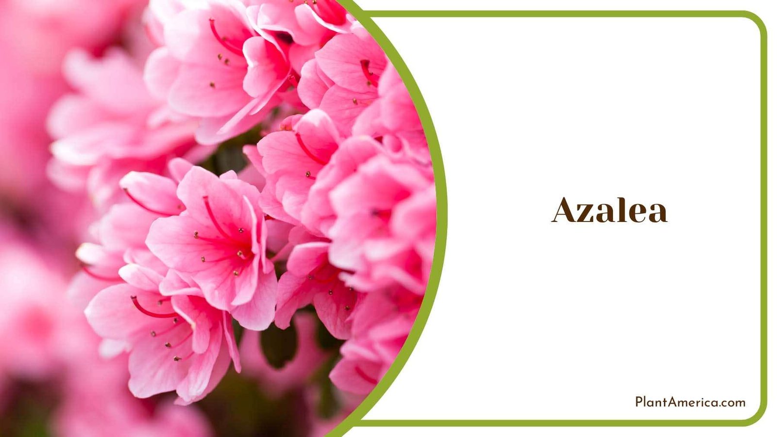 Azalea Pink Beautiful Flowers Plant America Azalea Pink Beautiful Flowers Plant America