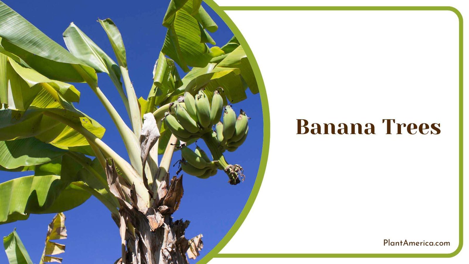 Banana Tree Green Leaves Care Plant America